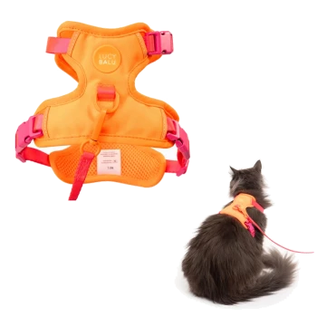 Orange-pinkes LUCY BALU Katzengeschirr mit Leine, flach gezeigt und getragen von einer grauen Langhaarkatze (Rückenansicht).
