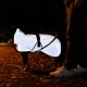 Ein Hund, der einen reflektierenden Regenmantel trägt, steht auf einem blattbedeckten Weg in der Nacht, während sein Besitzer in der Nähe eine Leine hält.
