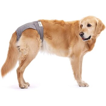 Ein Golden Retriever, der eine graue Hundewindel trägt, seitlich steht und einen entspannten Ausdruck hat.