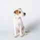 Hundehalsband Recyceltes Polyester beige S