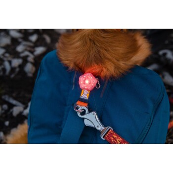 Eine Nahaufnahme des Rückens eines Hundes, der eine blaue Jacke trägt, mit einem leuchtend roten LED-Licht, das an seinem Geschirr befestigt ist, mit einem sichtbaren Ruffwear-Tag.