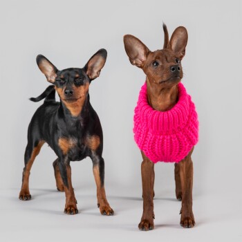 Zwei kleine Hunde auf einem grauen Hintergrund: einer in einem rosa Pullover, der andere schwarz mit braunen Abzeichen.