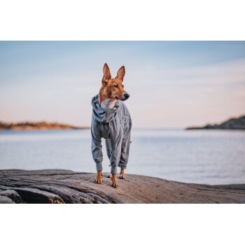 Ein Hund, der einen grauen Hoodie trägt, steht auf einem Felsen am Wasser und blickt in die Ferne mit einem ruhigen Hintergrund aus stillem Wasser und Himmel.
