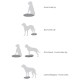 Illustration von Hundetrainingsübungen: "Vordere Gliedmaßen hoch," "Hintere Gliedmaßen hoch," "Sitzen zu Stehen," und "Seitliches Treten," mit Silhouetten von Hunden.