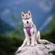 Ein Husky-Welpe sitzt auf einem Stein, trägt ein lila Geschirr mit Leinenbefestigung, vor einem verschwommenen bergigen Hintergrund.