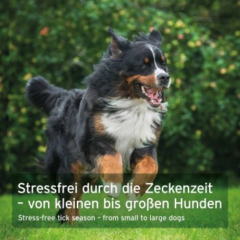 Berner Sennenhund läuft auf Gras; eingeblendeter Text: „Stressfrei durch die Zeckenzeit“.