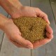 Hände halten einen Haufen kleiner brauner granulärer Tiernahrung oder Samen über einer Holzoberfläche.