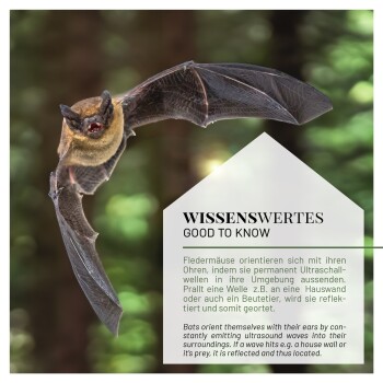 Eine fliegende Fledermaus mit offenem Mund vor einem verschwommenen Hintergrund. Text: "WISSENSWERTES GOOD TO KNOW" über Fledermäuse, die Ultraschall verwenden.