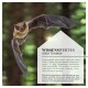 Eine fliegende Fledermaus mit offenem Mund vor einem verschwommenen Hintergrund. Text: "WISSENSWERTES GOOD TO KNOW" über Fledermäuse, die Ultraschall verwenden.
