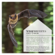 Eine fliegende Fledermaus mit offenem Mund vor einem verschwommenen Hintergrund. Text: "WISSENSWERTES GOOD TO KNOW" über Fledermäuse, die Ultraschall verwenden.