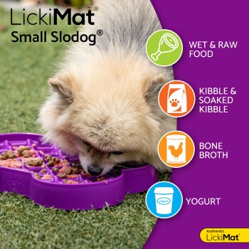 Kleiner flauschiger Hund, der von einer lila LickiMat Small Slodog frisst, mit Text, der kompatible Futtersorten auflistet: Nass- & Rohfutter, Trockenfutter, Knochenbrühe, Joghurt.
