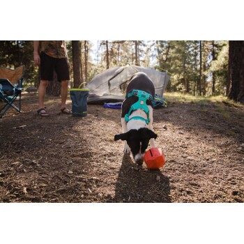 Ein schwarz-weißer Hund in einem türkisfarbenen Geschirr schnüffelt an einem roten Spielzeug in einem bewaldeten Campingbereich mit einem Zelt und einer Person im Hintergrund.
