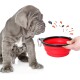 Ein grauer Welpe sitzt neben einer zusammenklappbaren roten Futterschüssel, die von einer Hand gehalten wird, mit bunten Spritzern, die darum herum illustriert sind.