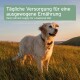 Ein Golden Retriever steht auf einem grasbewachsenen Feld bei Sonnenuntergang, mit Textüberlagerung in Deutsch und Englisch über die tägliche Nährstoffversorgung für eine ausgewogene Ernährung.
