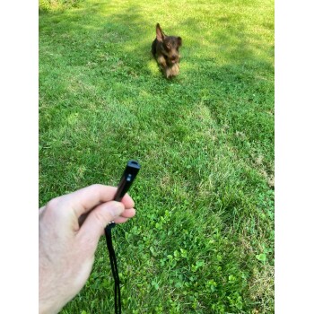 Eine Person hält eine schwarze Pfeife in der Hand, während ein kleiner brauner Hund auf sie auf grünem Gras zuläuft.