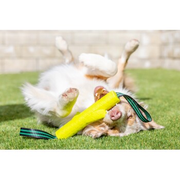 Een speelse hond die op groen gras rolt, met een felgele kauwspeelgoed in zijn mond, met zijn poten in de lucht.
