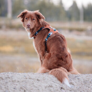 Rotbrauner Hund sitzt auf einem Sandhügel, mit dem Rücken zur Kamera, trägt ein orangefarbenes Geschirr mit blauen Schnallen; unscharfer Außenhintergrund.