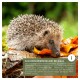 Junger Igel auf einem Baumstamm zwischen orangefarbenen Herbstblättern; grünes Textfeld: 'AUCH BESONDERS BELIEBT BEI IGELN' mit Informationssymbol.