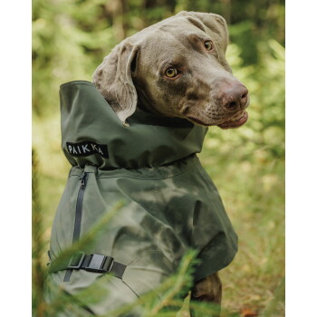 Grauer Hund trägt grünen, wasserdichten Mantel mit "PAIKKA"-Etikett und blickt im Wald zurück.
