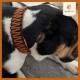 Hundehalsband "Naturgeflüster" aus Biothane mit Paracord (L-XL - 35 - 43 cm Halsumfang - 25 mm Stärke)