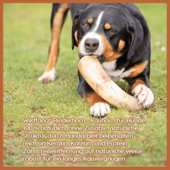 Ein Hund im Freien, der auf einem großen Knochen kaut, mit "Wildfang® Rinderhorn - Kauhorn für Hunde" und seinen natürlichen Zutaten.