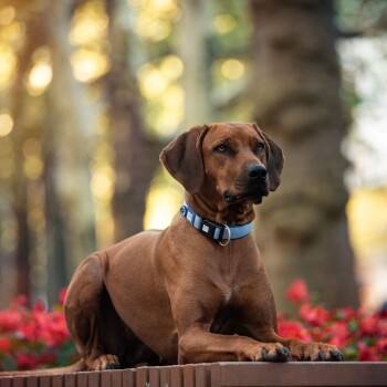 Brauner Hund mit blauem Halsband liegt auf einer Holzoberfläche, im Hintergrund rote Blumen und Bäume.
