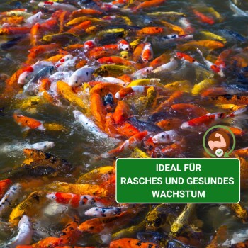Bunte Koi-Fische schwimmen in einer lebhaften Unterwasserszene mit einem grünen Banner, auf dem steht: "IDEAL FÜR RASCHES UND GESUNDES WACHSTUM."