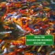 Bunte Koi-Fische schwimmen in einer lebhaften Unterwasserszene mit einem grünen Banner, auf dem steht: "IDEAL FÜR RASCHES UND GESUNDES WACHSTUM."