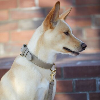Ein hellfarbener Hund trägt ein stilvolles beiges Halsband mit einem goldenen Verschluss, posiert vor einem verschwommenen Ziegelhintergrund.