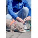 Blaues Plakat mit Canina SHOT-Logo, grün/weißem deutschen Text „JETZT WIRD'S BUNT IM NAPF: MIT DEN NEUEN SHOTS FÜR HUNDE!“ und Pfotenabdrücken.