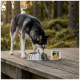 Siberian husky eating from a stainless steel bowl on a wooden deck outdoors, 'WILDERNESS' dog food tray beside.