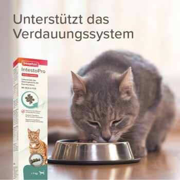 Eine graue Katze, die aus einer Edelstahlschüssel frisst, mit einer Box Beaphar IntestoPro für die Verdauungsunterstützung daneben, mit Text auf Deutsch.