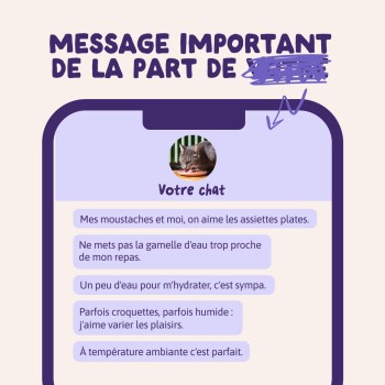 Graphique de boutique pour animaux : photo de profil de chat avec bulles de message en français intitulées « Votre chat » donnant des conseils d'alimentation et d'hydratation.