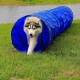 Ein sibirischer Husky kommt aus einem leuchtend blauen Agility-Tunnel auf grünem Gras, mit einem Teich im Hintergrund.