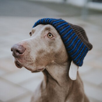 Nahaufnahme eines grauen Hundes, der einen blau-braun gestreiften Strickhut trägt und nachdenklich zur Seite schaut.