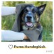 Eine Person wickelt einen Hund in ein graues Handtuch im Freien, umgeben von Grün. Der Text sagt "Pures Hundeglück" mit dem Piupet-Logo.