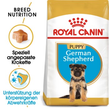 German Shepherd Puppy 3 kg