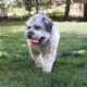 A fluffy, gray and white dog walks on green grass, holding a red Kong toy in its mouth.