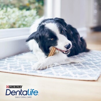 Un chien noir et blanc mâchant un os à mâcher dentaire sur un tapis à motifs, avec une fenêtre et de la verdure en arrière-plan. Logo Purina Dentalife visible.
