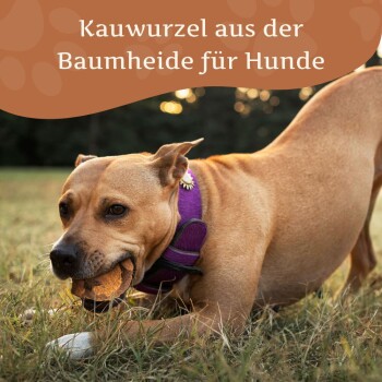 Eine Nahaufnahme eines schwarz-weißen Hundes mit braunen Augen, der auf frosty Gras liegt und auf eine Kaubirne schaut, die mit "Kauwurzel aus der Baumheide für Hunde" beschriftet ist.