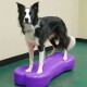 Ein schwarz-weißer Border Collie steht auf einer lila, knochenförmigen Balanceplattform in einer Trainingsumgebung.