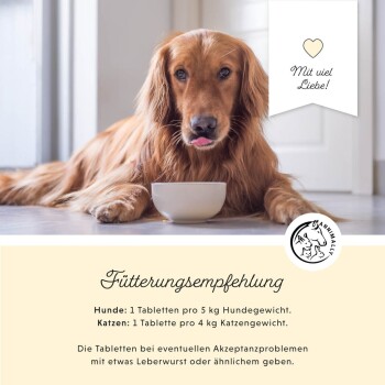 Ein Golden Retriever liegt auf einem Holzboden neben einer weißen Schüssel. Der Text darunter lautet Fütterungsempfehlungen für Hunde und Katzen.