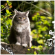 Grau-weiß langhaarige Katze mit gelben Augen, auf einem Felsen zwischen grünem Gartenlaub sitzend