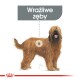 Ilustracja psa z długą, kudłatą sierścią, oznaczona "Wrażliwe zęby", podkreślająca wrażliwość zębów.