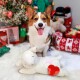 Corgi-Hund sitzt auf einem weißen Teppich mit einem Plüschlamm-Spielzeug mit rotem Herz, umgeben von festlichen Weihnachtsdekorationen.