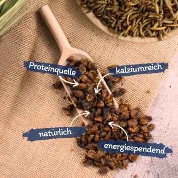 Getrocknete Insektenlarven auf einem Holzlöffel und Jute, auf Deutsch als Proteinquelle, calciumreich, natürlich und energiespendend beschriftet.
