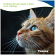 Nahaufnahme einer orangefarbenen Rotgetigerten Katze mit blauem Auge; sichtbarer deutscher Text zu Magen & Darm und der Marke Canina.