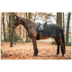 Ein braunes Pferd steht in einem Wald, der mit Herbstblättern bedeckt ist, trägt eine schwarze Satteldecke und Beinschoner, mit Zaumzeug und Zügeln.