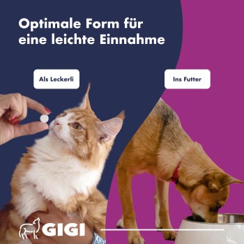 Blauer Hintergrund mit dem Text "Spezielle Zusammensetzung", Icons für "Bärenkraut-Blätter" und "Cranberry" sowie einem Bild einer 0,9 cm Pille. Gigi-Logo darunter.