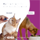 Blauer Hintergrund mit dem Text "Spezielle Zusammensetzung", Icons für "Bärenkraut-Blätter" und "Cranberry" sowie einem Bild einer 0,9 cm Pille. Gigi-Logo darunter.